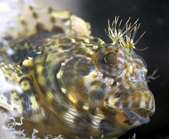 Hypleurochilus bananensis_7894